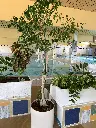 image00031.webp