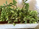 image00116.webp