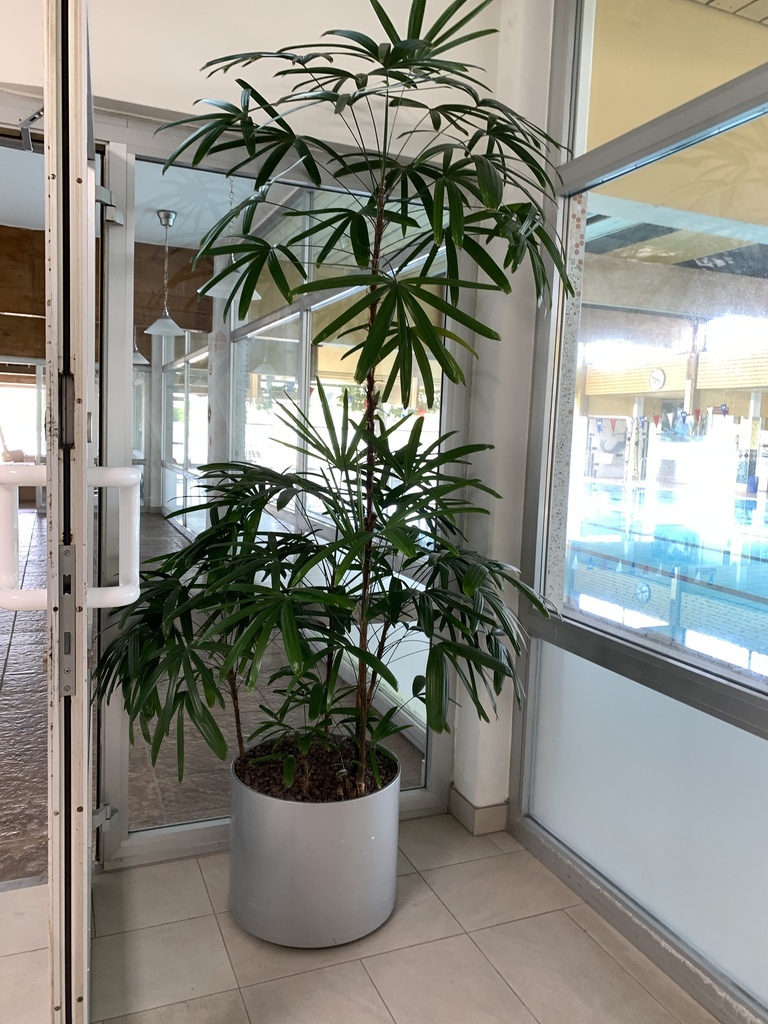 Pflanze Schefflera inkl. Trog, 230 cm