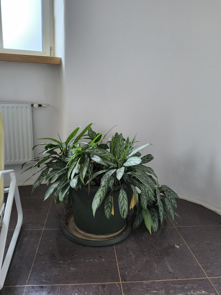 Pflanze Calathea