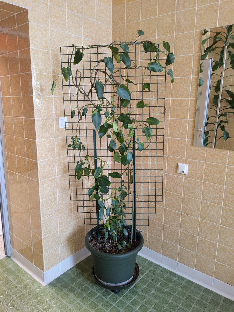 Pflanze Efeutute mit Spalier