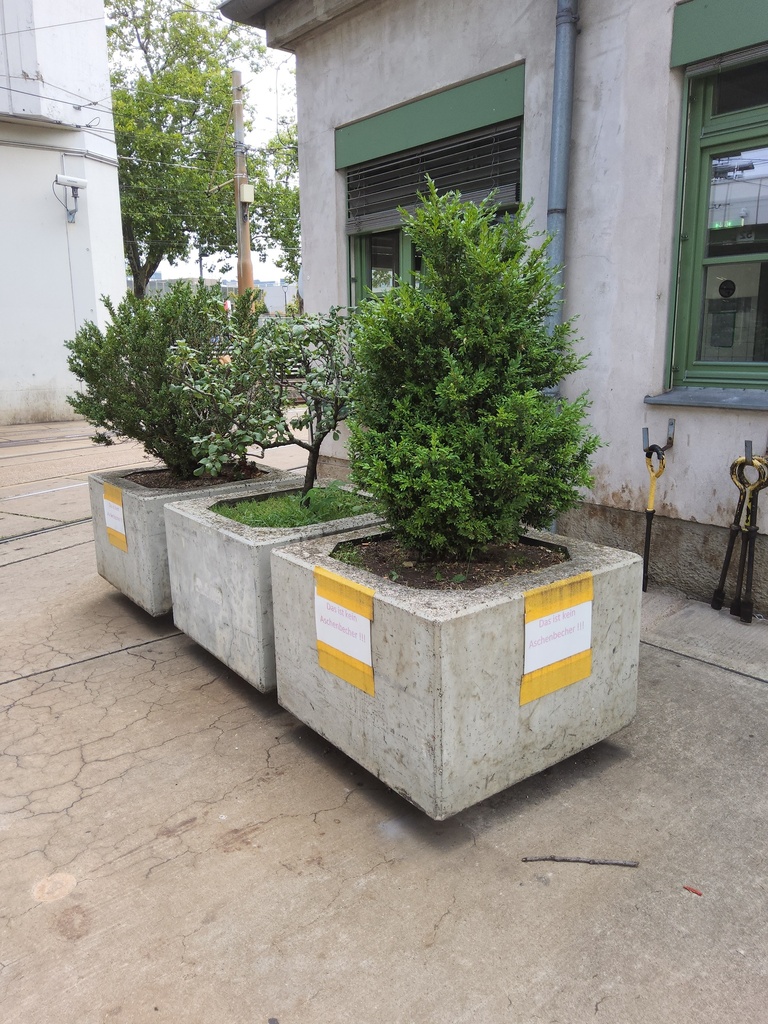 Pflanzbehälter Beton inkl. Pflanze