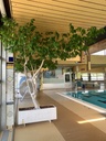 Pflanze B. Ficus inkl. Pflanztrog, 280cm