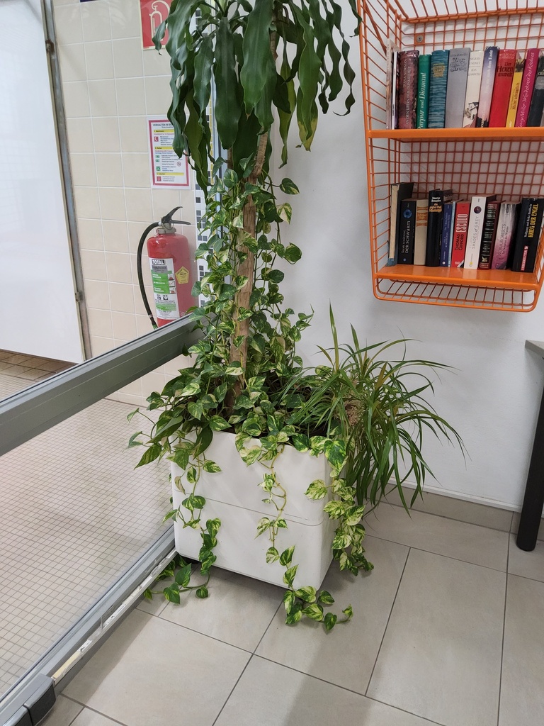 Pflanzentrog auf Rollen